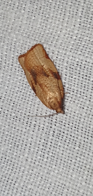 Lozotaenia cupidinana  - Melchior Viallet