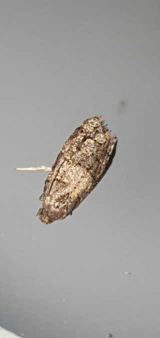 Paramesia alhamana  - Melchior Viallet