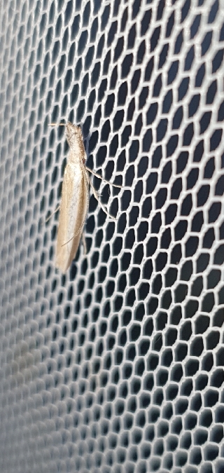 Pleurota aristella  - Melchior Viallet