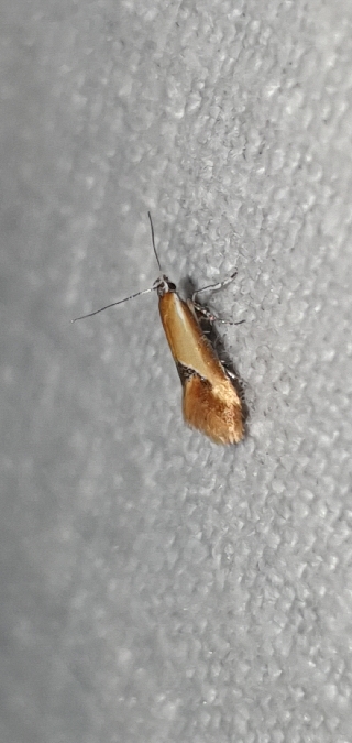 Batia lunaris  - Melchior Viallet