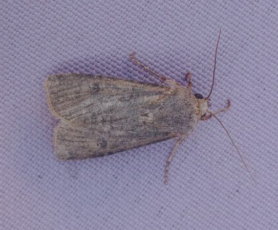 Noctuelle des moissons 