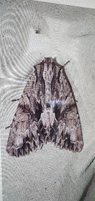 Apamea monoglypha  - Melchior Viallet