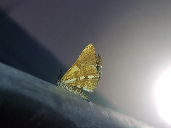Bupalus piniaria  - Thomas Lux