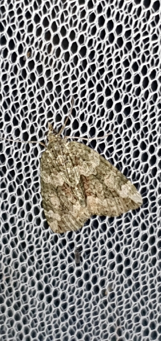 Chloroclysta miata  - Melchior Viallet