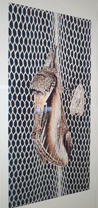 Porcelaine  - Melchior Viallet