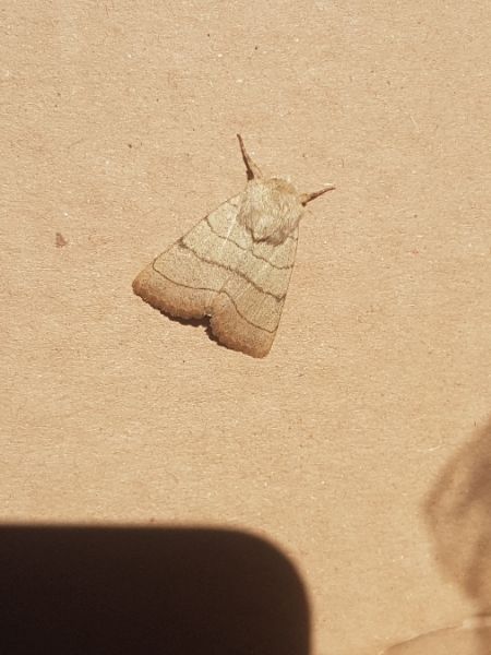 Charanyca trigrammica  - Thomas Lux