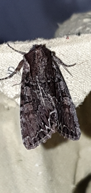 Lacanobia thalassina  - Melchior Viallet