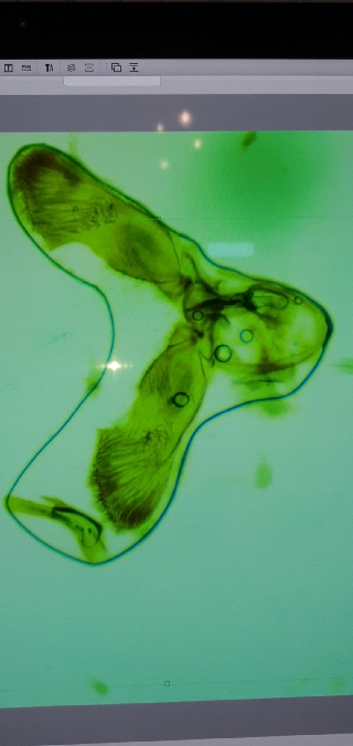 Cydia ilipulana  - Melchior Viallet
