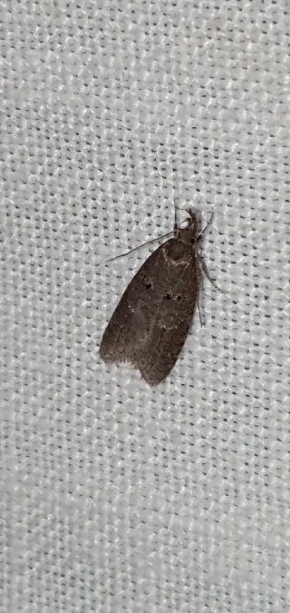 Luquetia lobella  - Melchior Viallet