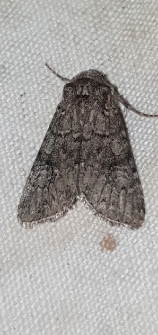 Pachetra sagittigera  - Melchior Viallet