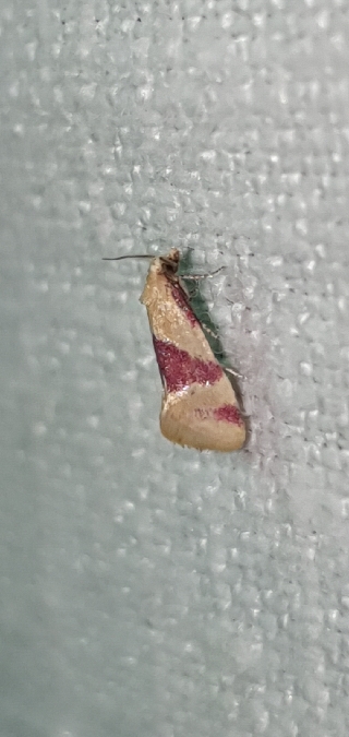 Diceratura amaranthica  - Melchior Viallet