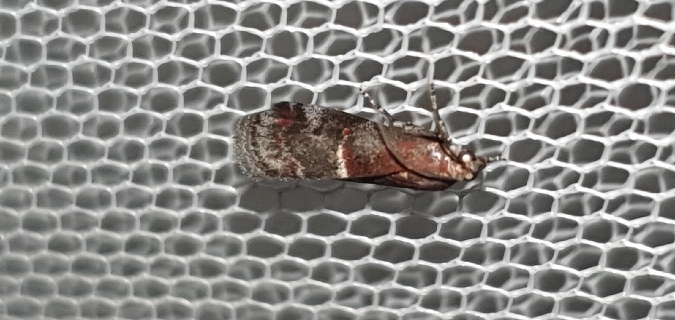 Acrobasis marmorea  - Melchior Viallet