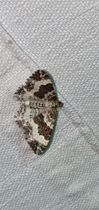 Epirrhoe rivata  - Melchior Viallet