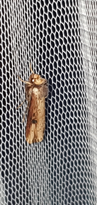 Noctuelle putride  - Melchior Viallet