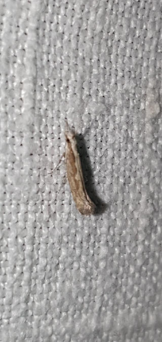 Plutella xylostella  - Melchior Viallet