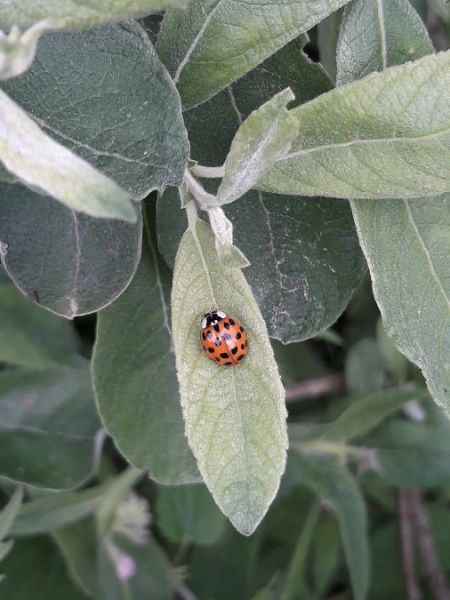 Coccinelle asiatique  - Sylvain Lethuillier