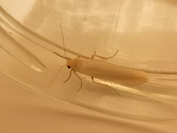 Eilema sp.  - Françoise Rauzieres (TGB-SSNTG)