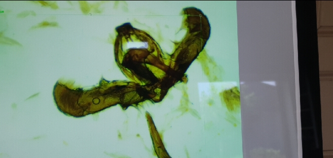 Ancylis unguicella  - Melchior Viallet