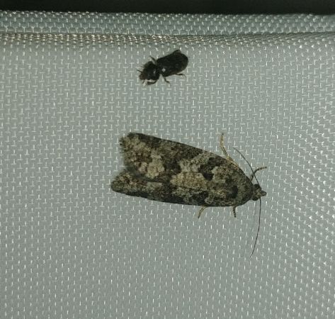 Cnephasia sp. 