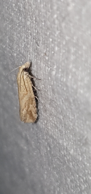Thiodia citrana  - Melchior Viallet
