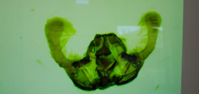 Endothenia marginana  - Melchior Viallet