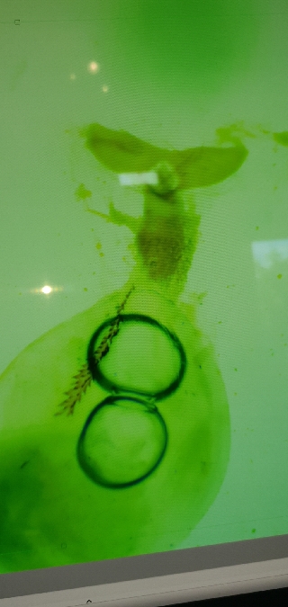 Cnephasia communana  - Melchior Viallet