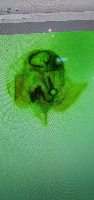 Cochylidia heydeniana  - Melchior Viallet