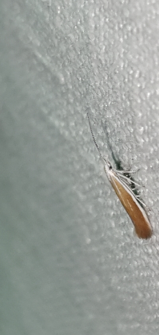 Coleophora genistae  - Melchior Viallet