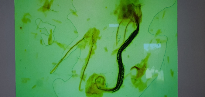 Coleophora genistae  - Melchior Viallet