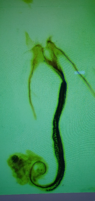 Coleophora genistae  - Melchior Viallet