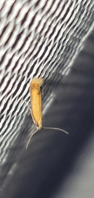 Coptotriche marginea  - Melchior Viallet