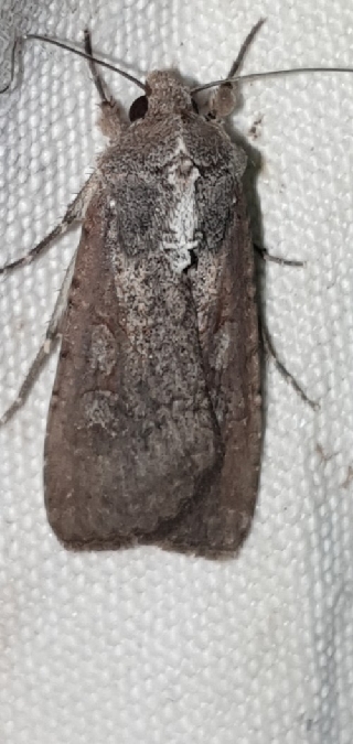 Peridroma saucia  - Melchior Viallet