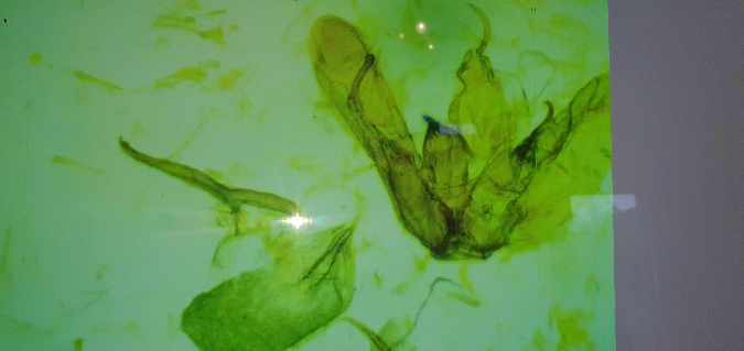 Merrifieldia tridactyla  - Melchior Viallet