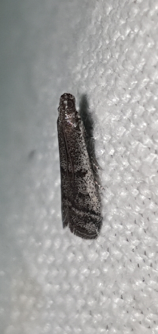 Ephestia disparella  - Melchior Viallet