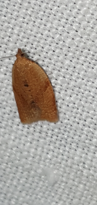 Clepsis consimilana  - Melchior Viallet
