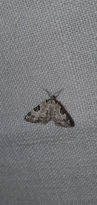 Perizoma blandiata  - Melchior Viallet