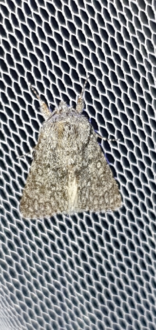Acronicta euphorbiae  - Melchior Viallet
