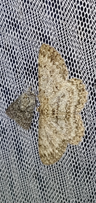 Boarmie pointillée  - Melchior Viallet