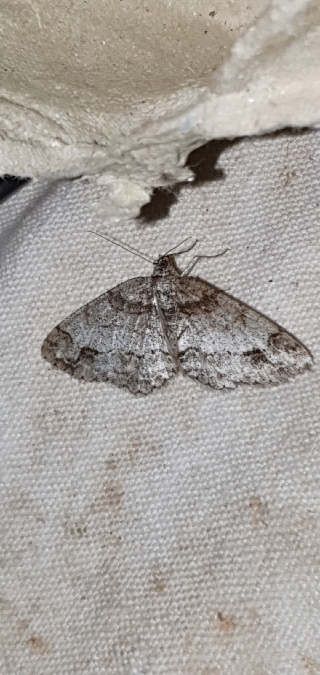 Paradarisa consonaria  - Melchior Viallet