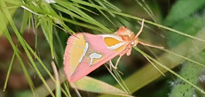 Timie-perle  - Melchior Viallet