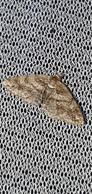 Cleora cinctaria  - Melchior Viallet