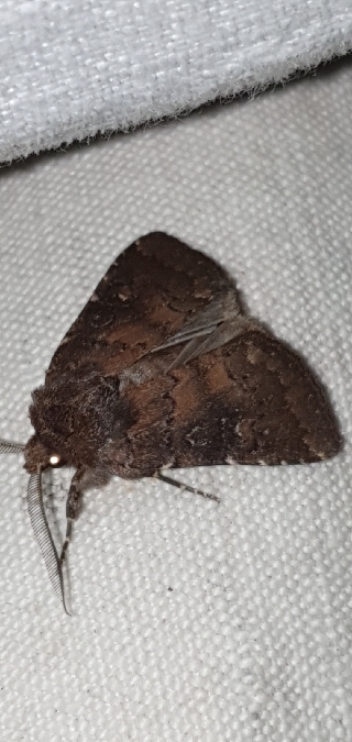 Rusina ferruginea  - Melchior Viallet