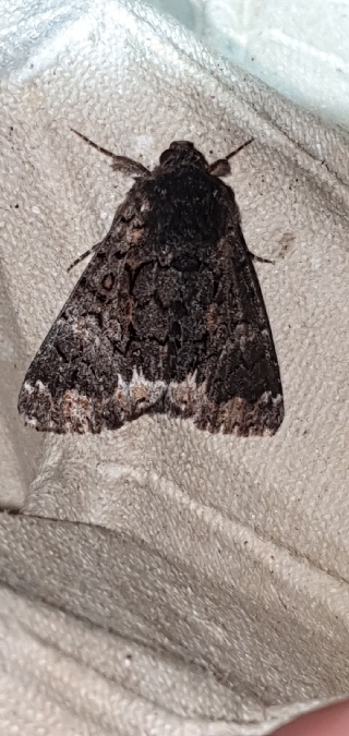 Catephia alchymista  - Melchior Viallet