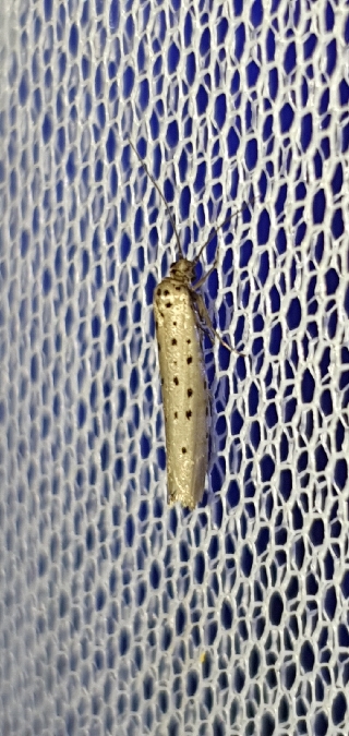 Yponomeuta padella  - Melchior Viallet