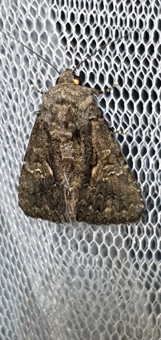 Aedia leucomelas  - Melchior Viallet
