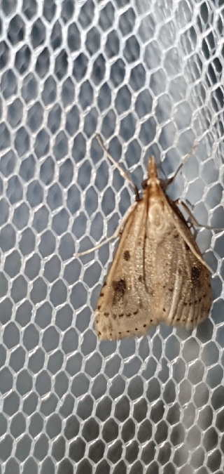 Udea numeralis  - Melchior Viallet