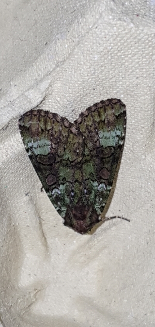 Anaplectoides prasina  - Melchior Viallet