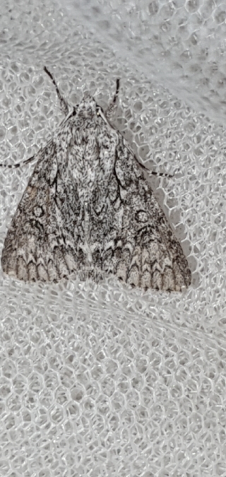 Acronicta aceris  - Melchior Viallet