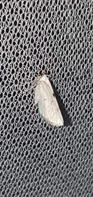 Lomographa bimaculata  - Melchior Viallet