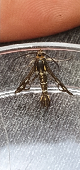 Chamaesphecia aerifrons  - Melchior Viallet